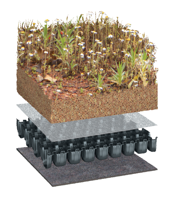 BIODIVERSE with BauderGREEN Flora Seed Mix vegetation