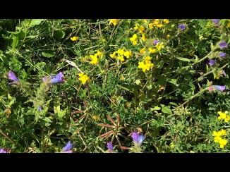 Green Roof Wildflower Blanket