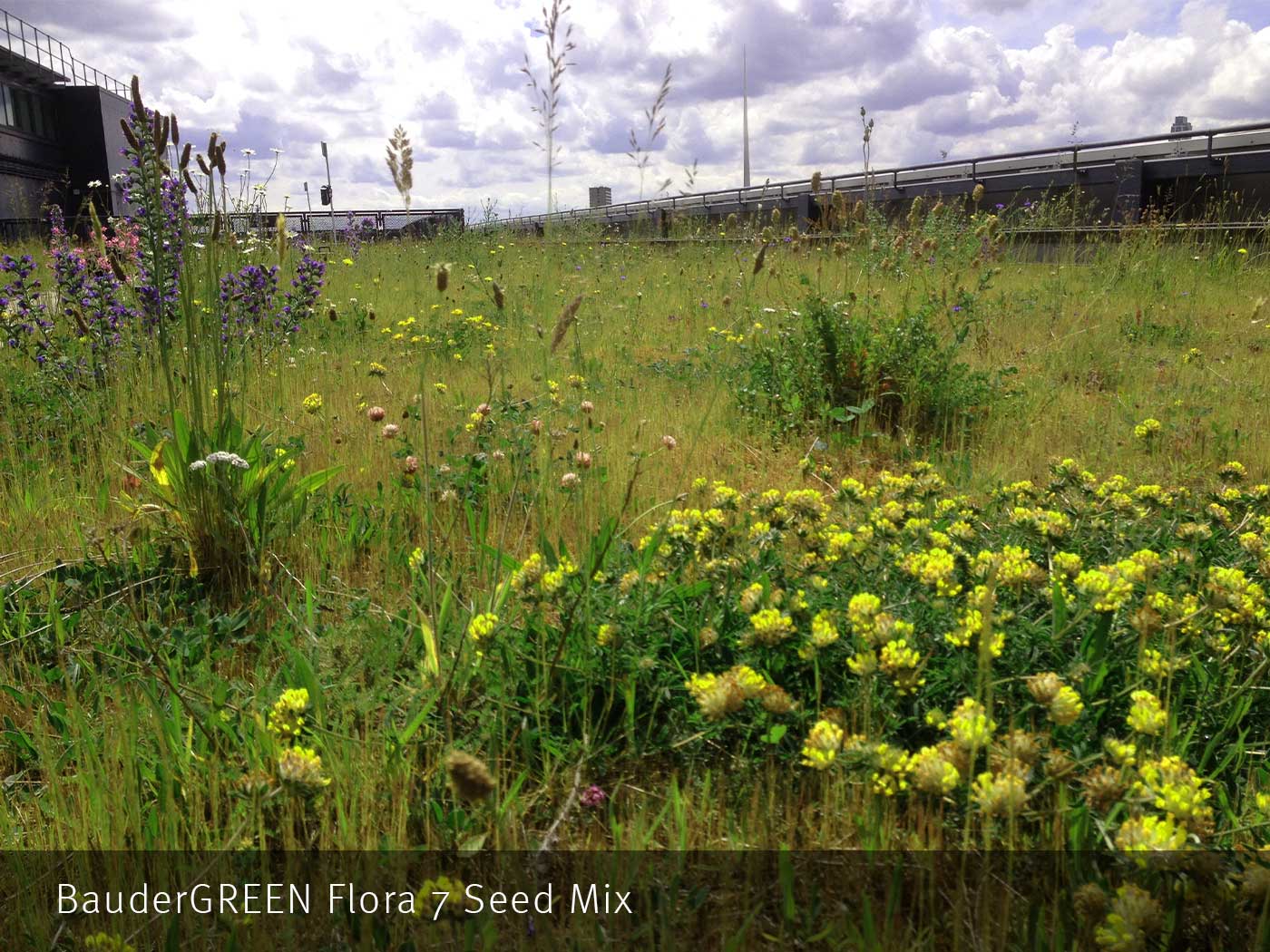 Flora 7 Seed Mix