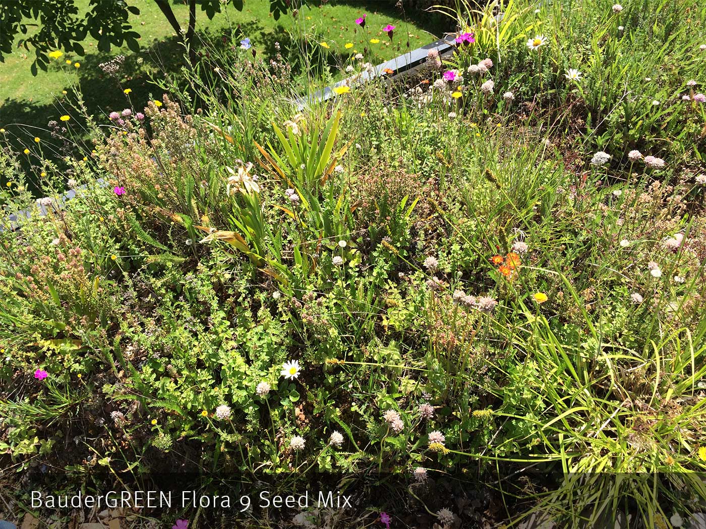 Flora 9 Seed Mix