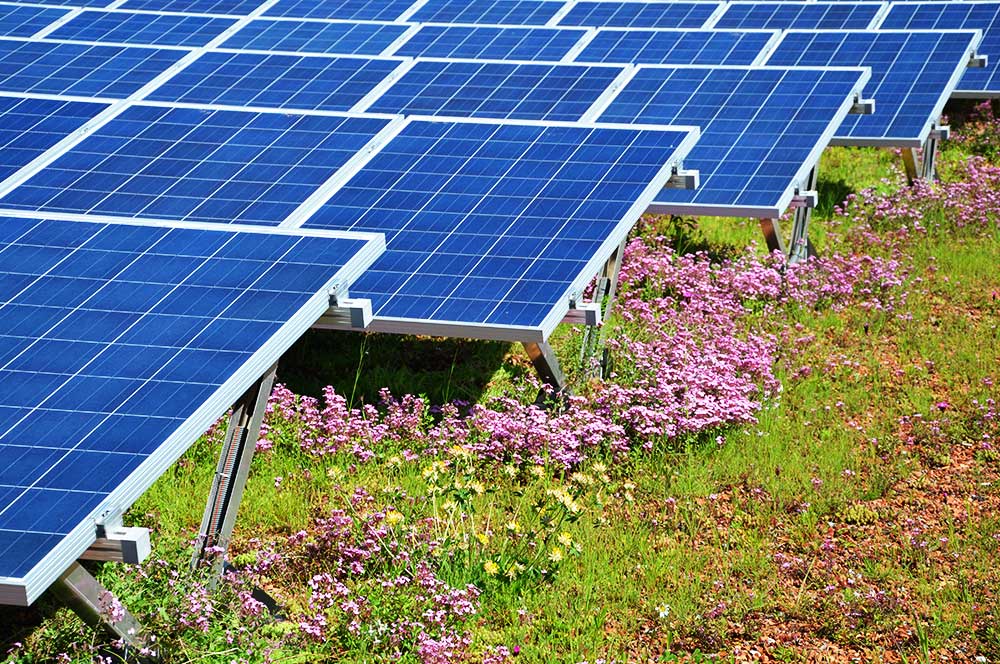 Biosolar array which combines PV panels and a green roof
