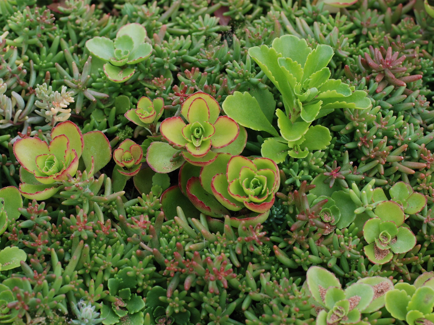 BauderGREEN SB