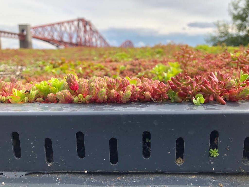 Sedum system on roof