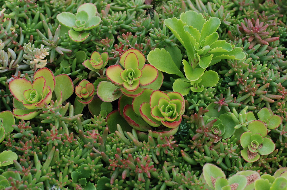 BauderGREEN SB