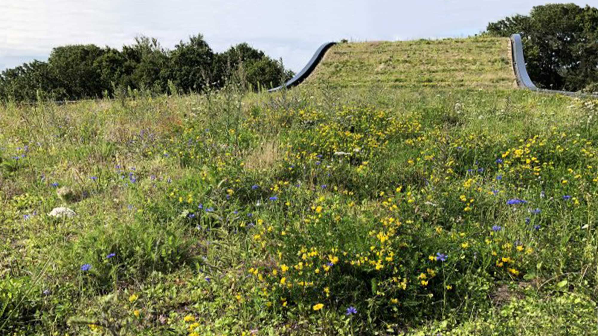 wildflower biodiverse roof with surrounding parkland