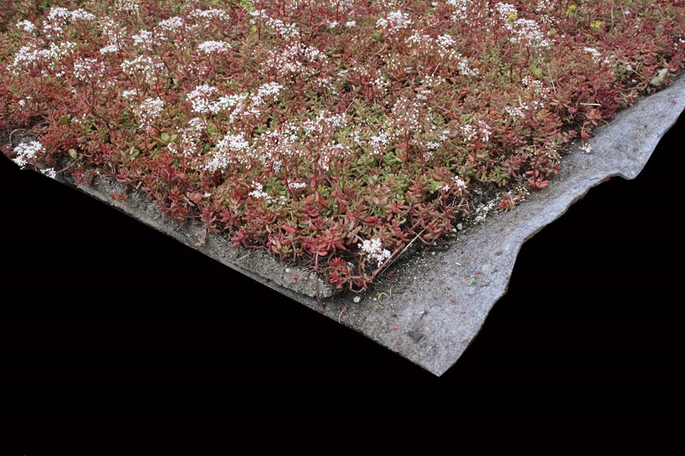 Sedum system