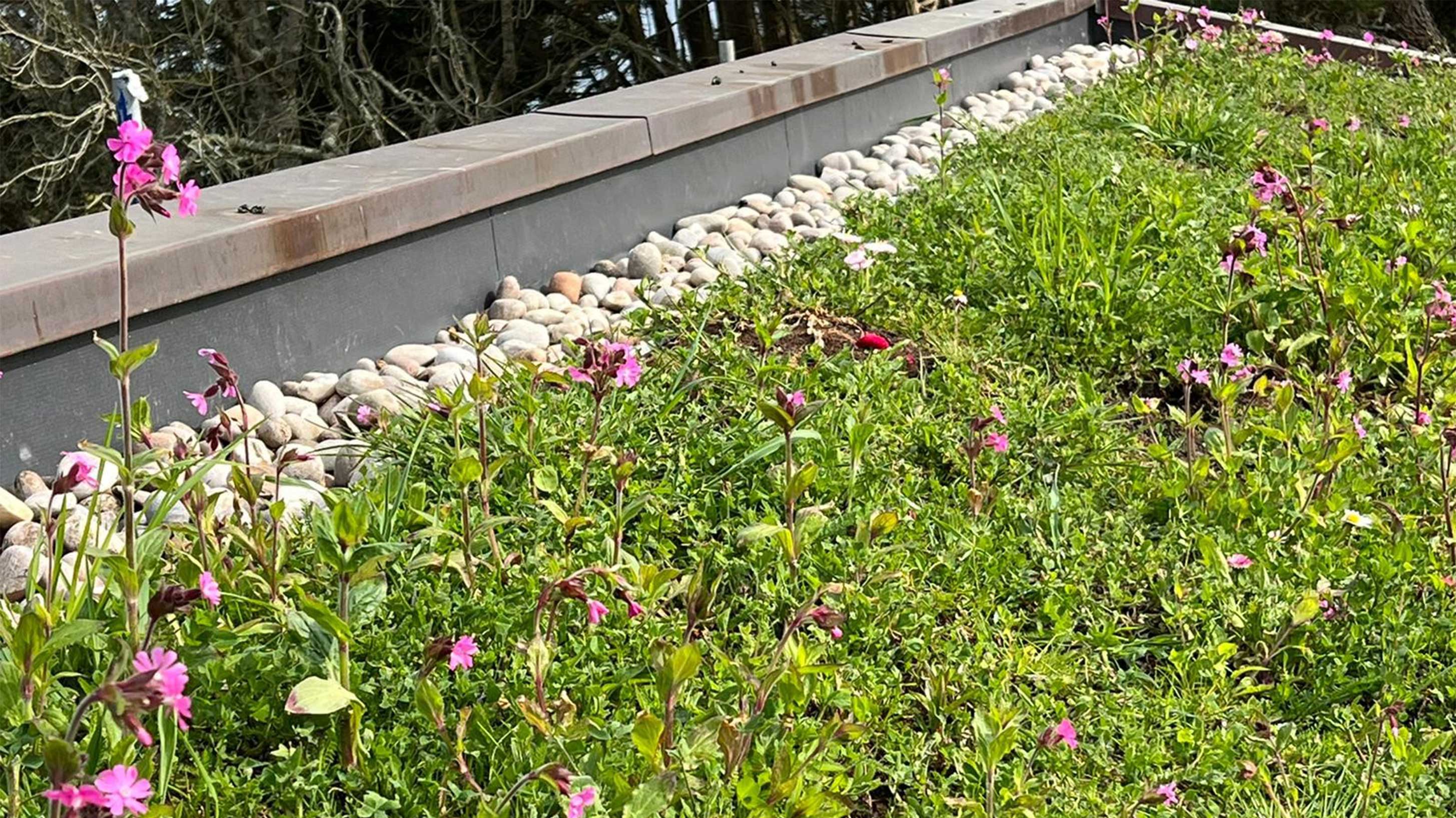 Modern rooftop with Biodiverse green roof