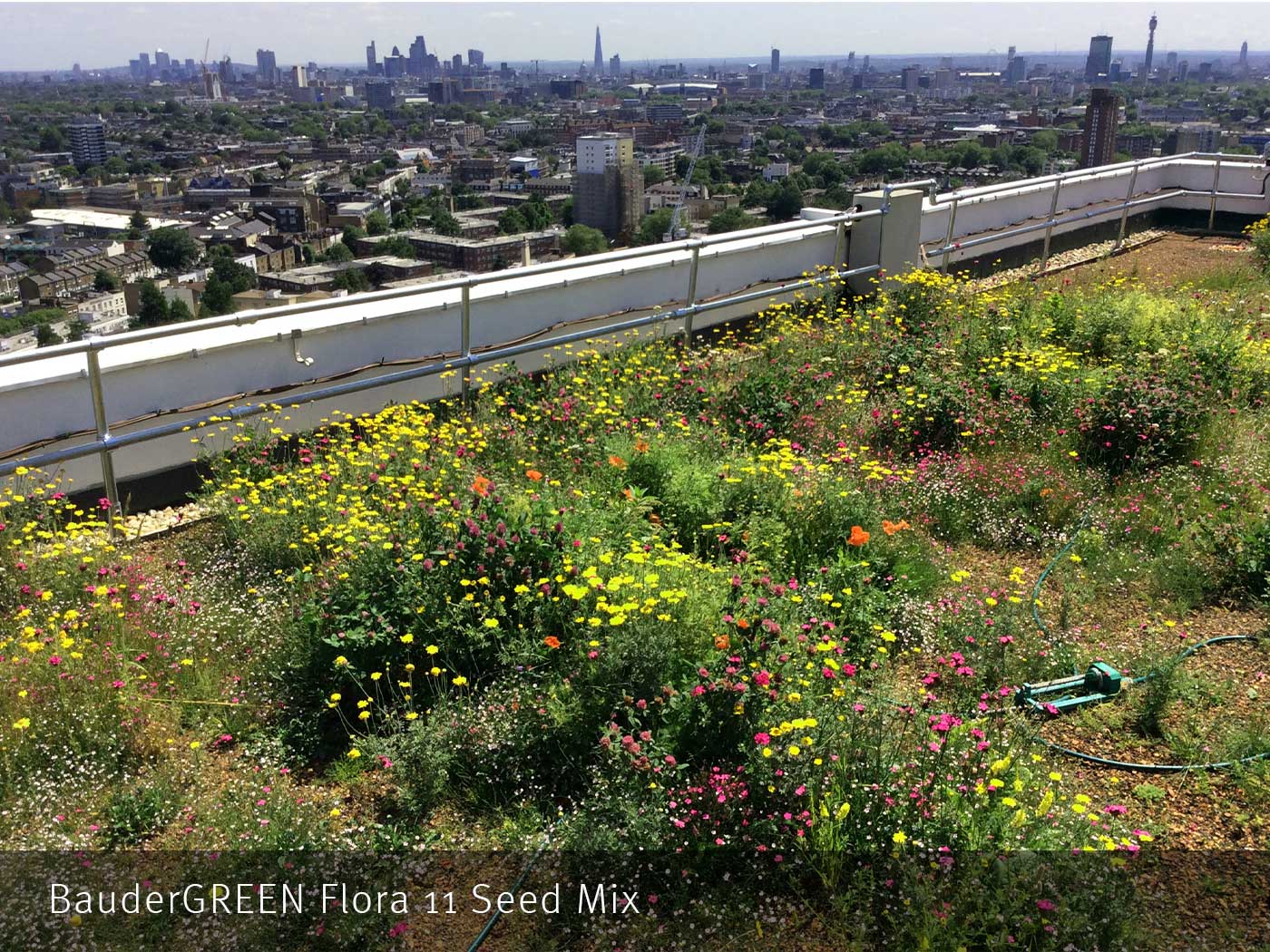 Flora 11 Seed Mix