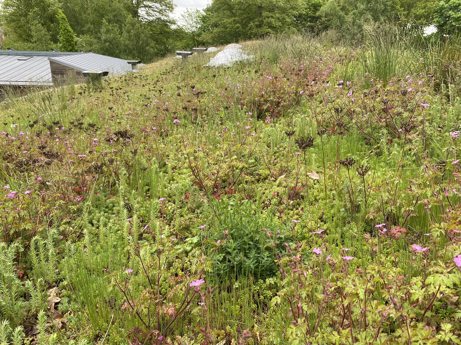 Individual Plug Plants are a useful way of establishing a green roof.