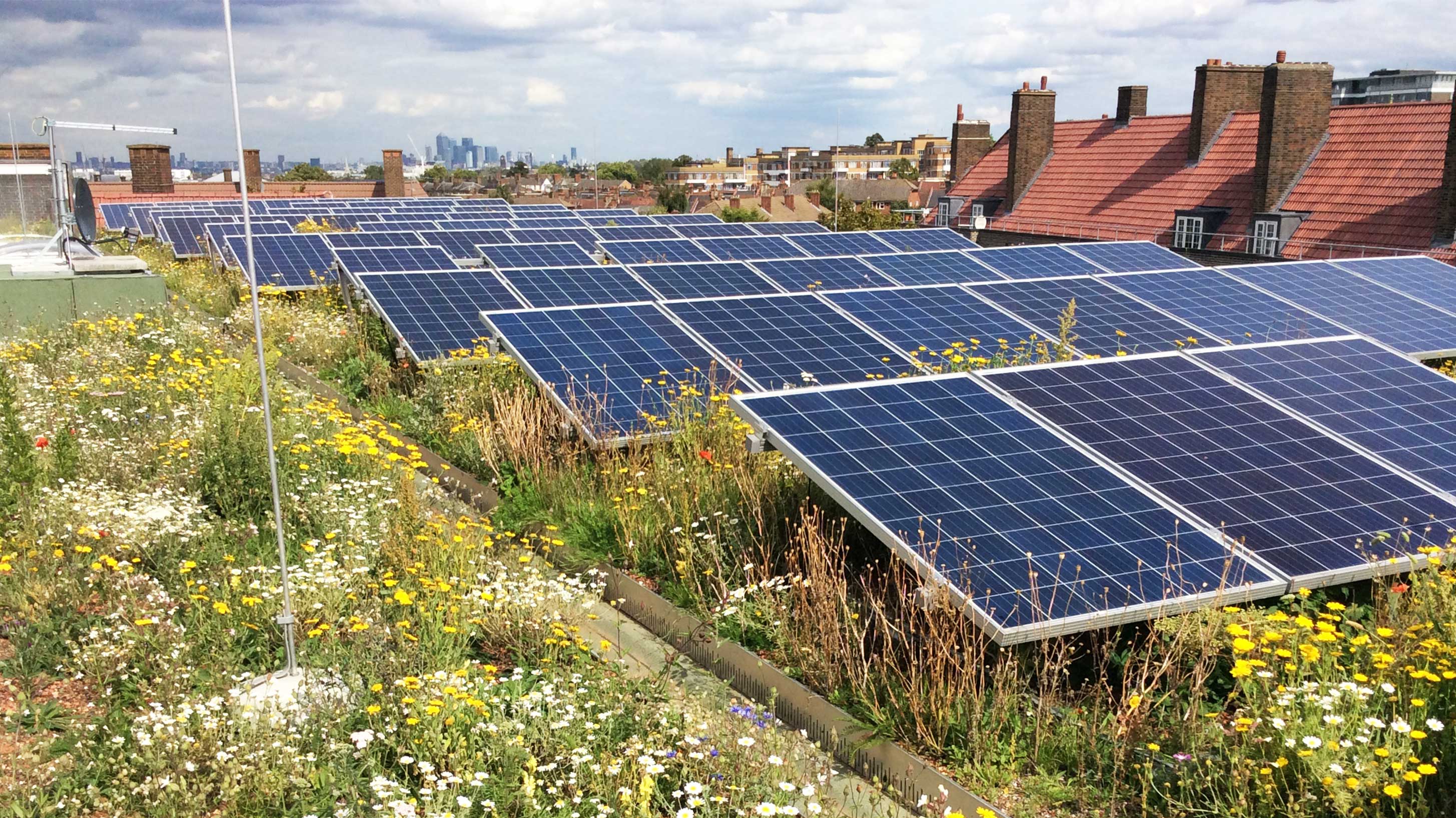 Clapham Park biosolar roof