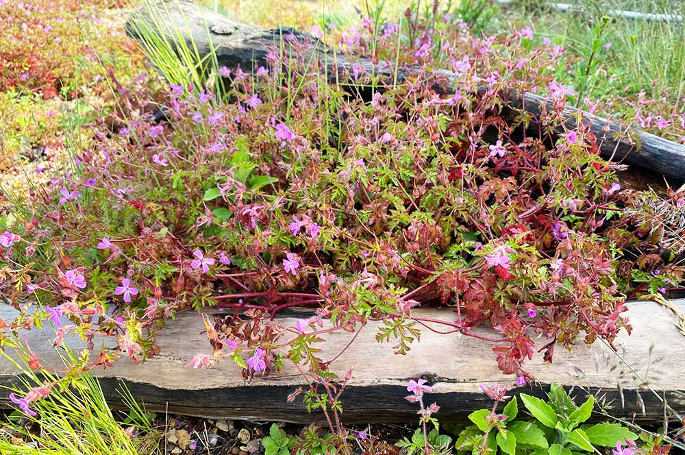 Wildflowers on a Biodiverse rooftop