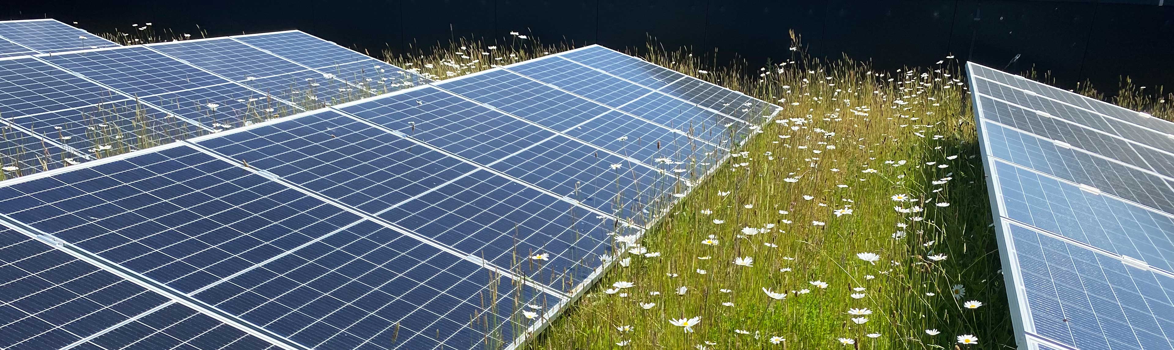 Portsmouth University building with solar panels and wildflowers surrounding for a biosolar rooftop