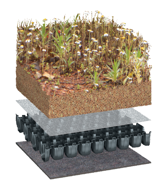 BIODIVERSE with BauderGREEN Flora Seed Mix vegetation