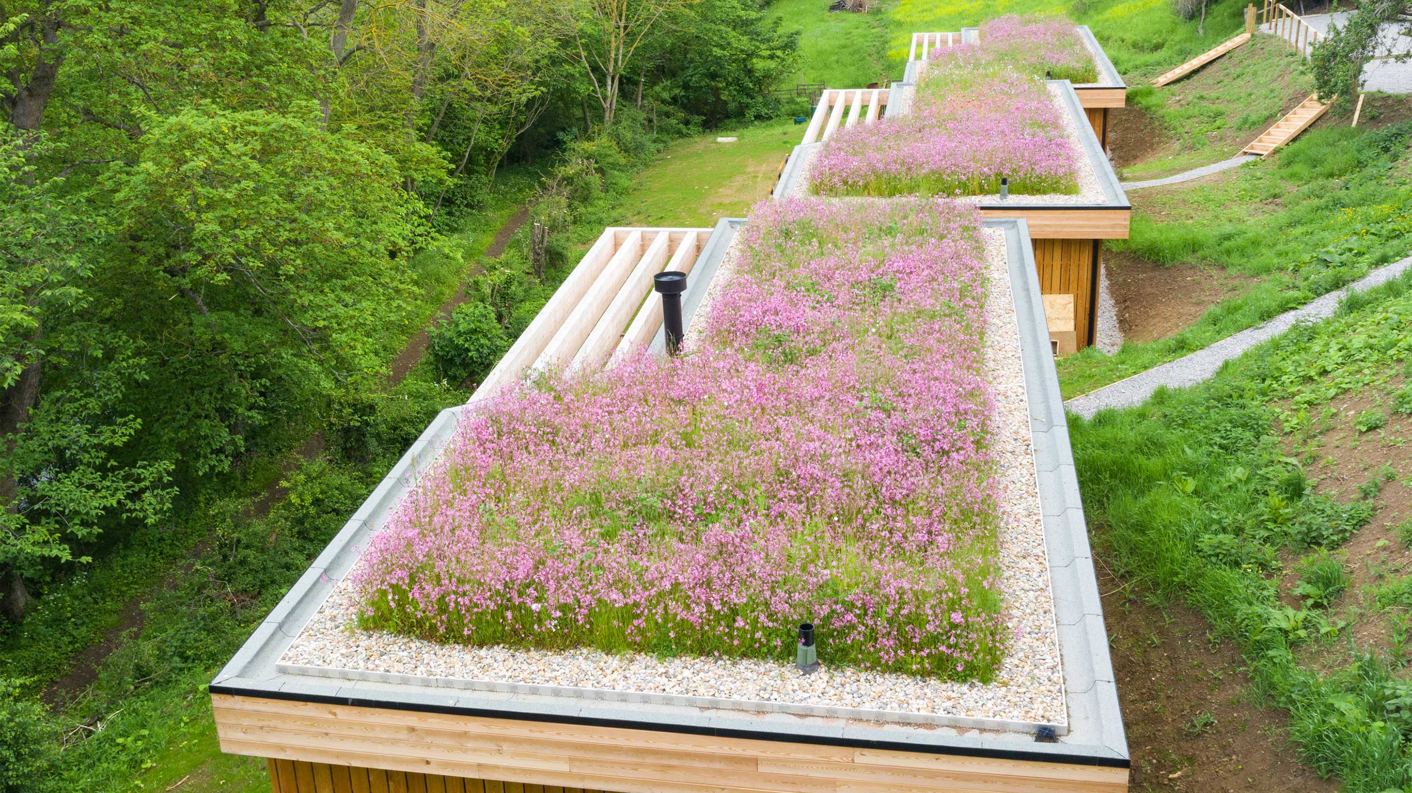 Modern building with wildflower rooftop