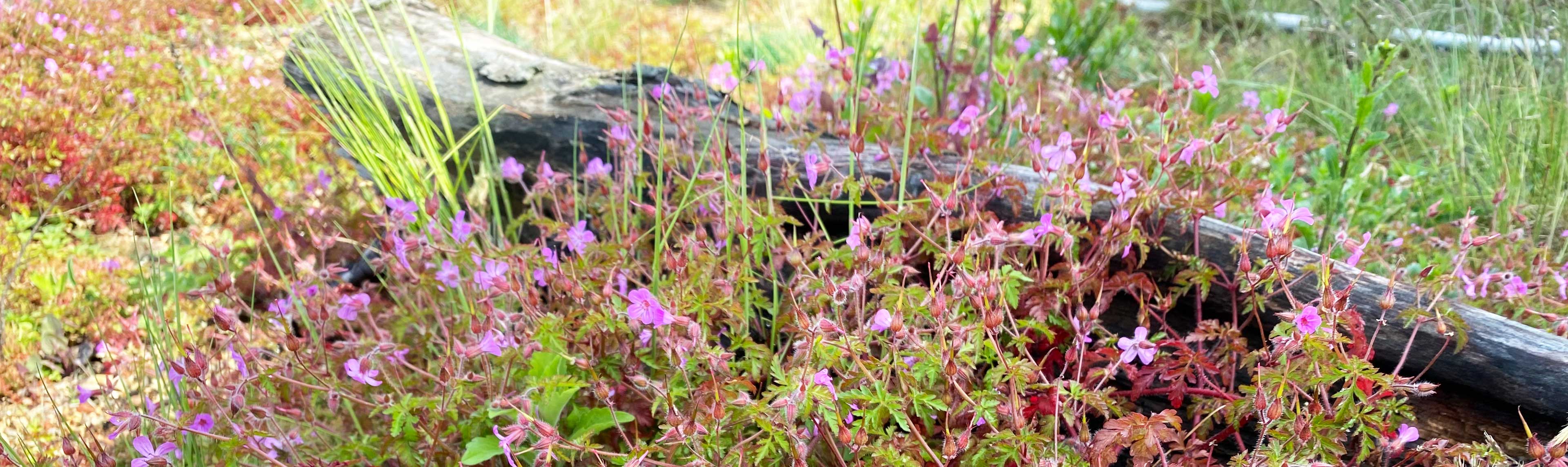 Wildflowers on a Biodiverse rooftop