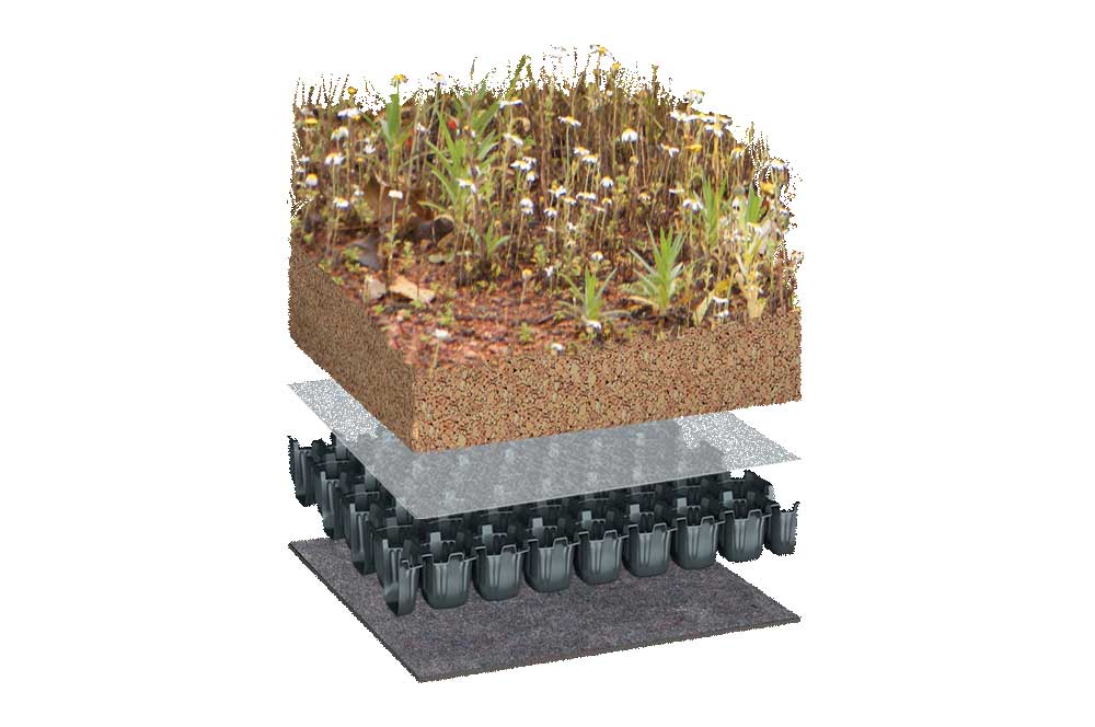 BauderBIODIVERSE with BauderGREEN Flora Seed Mix vegetation