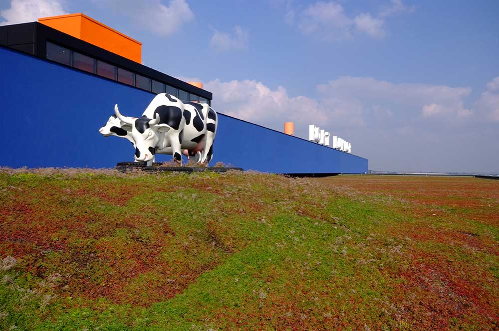 A Cow statue, located at Fort dunlop with green sedum system