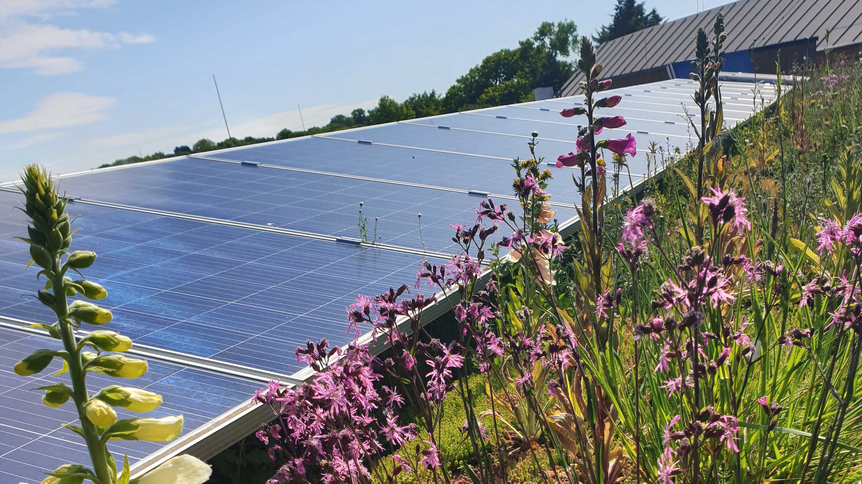 Flat Roofs Adapt For Net Zero