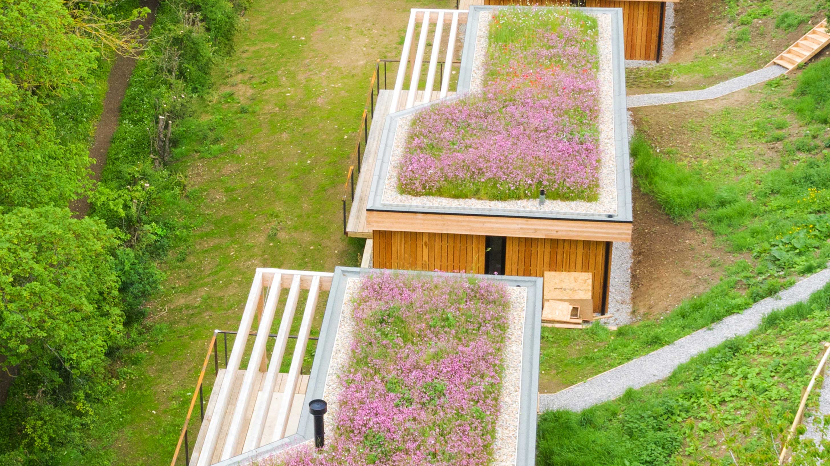 Modern building with wildflower rooftop