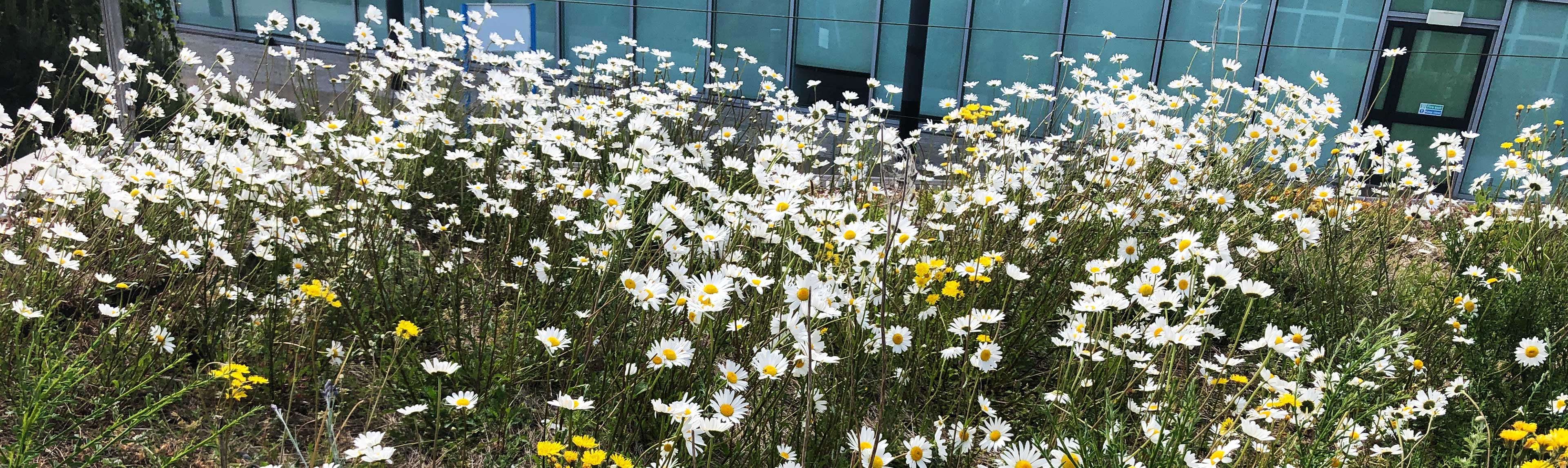 Individual Plug Plants are a useful way of establishing a green roof.