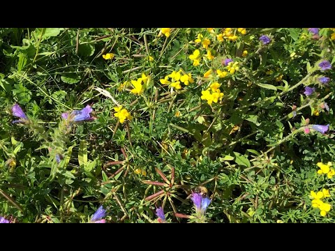 Wildflower green roof supporting biodiversity