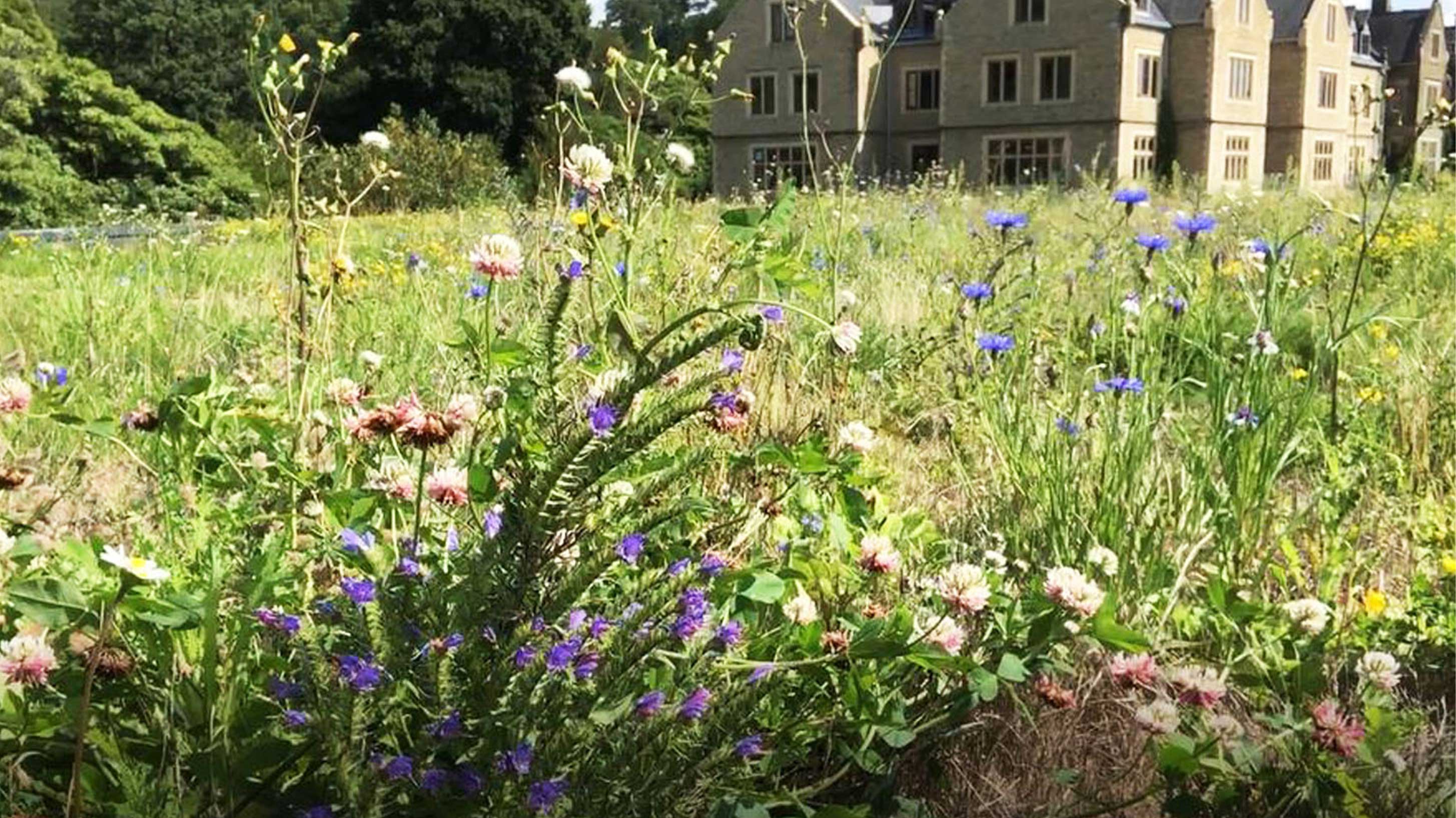 wildflower biodiverse roof with surrounding parkland