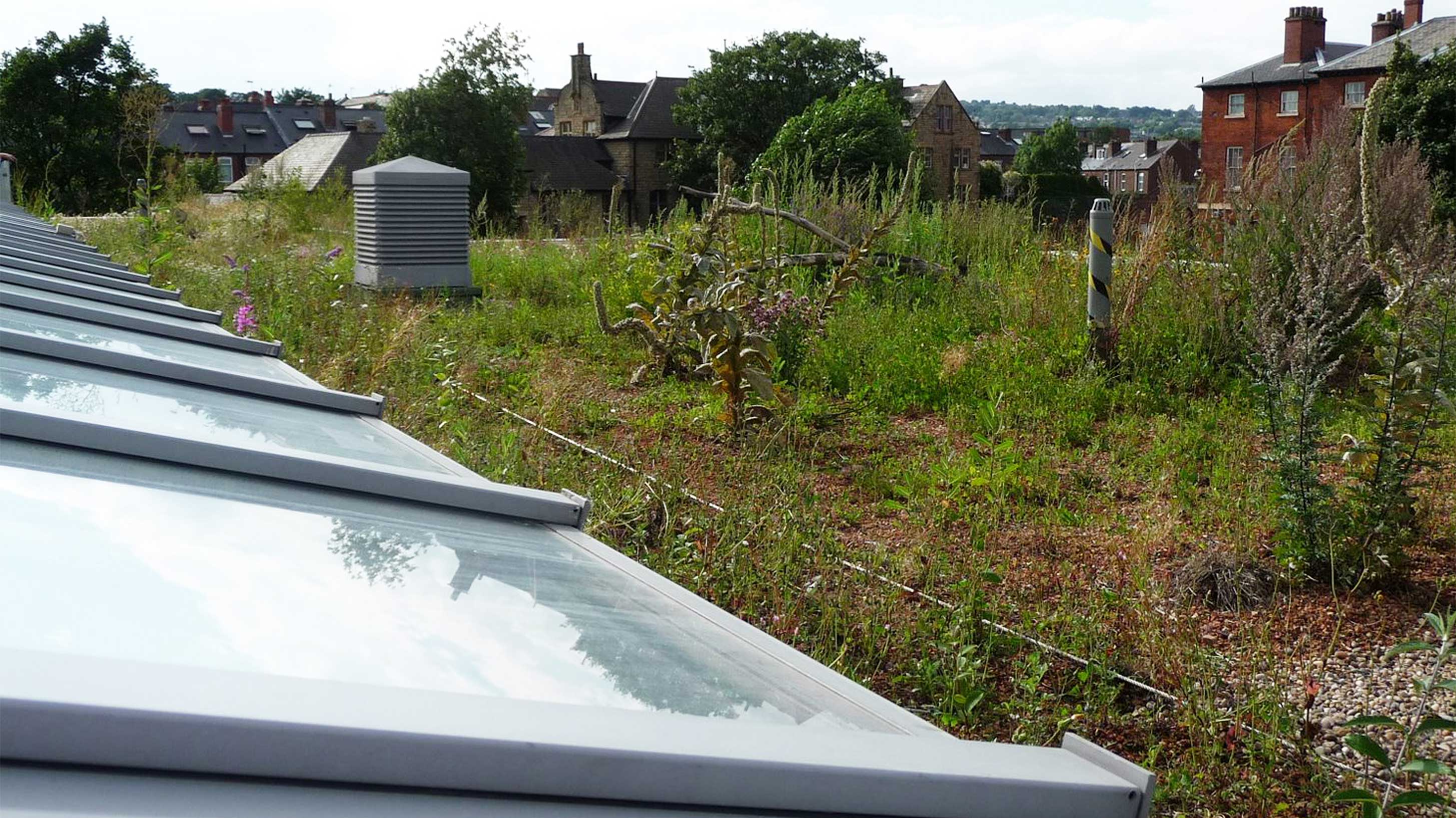 Sharrow Primary School rooftop showing Biodiverse green roof with rooflights