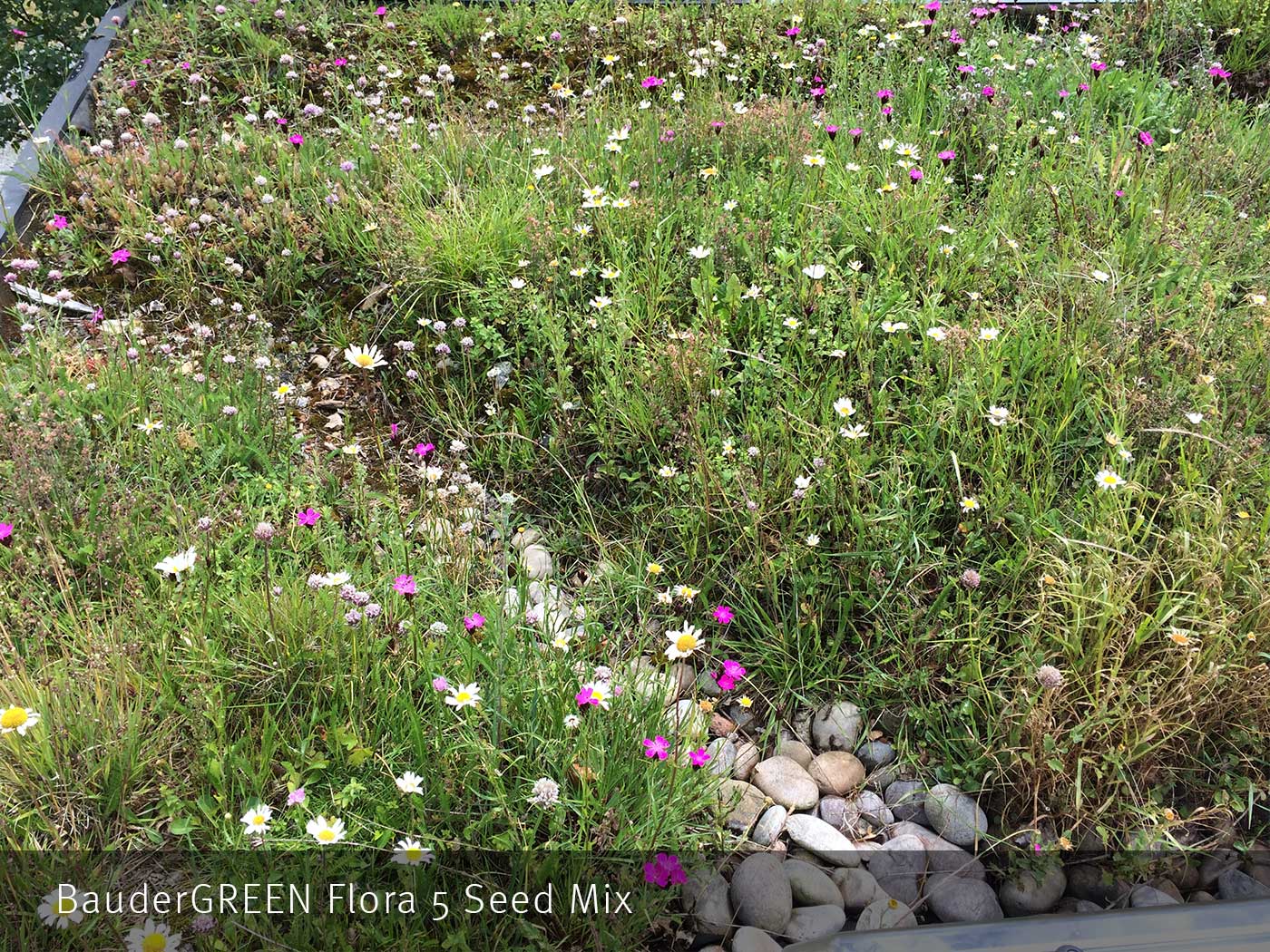 Flora 5 Seed Mix