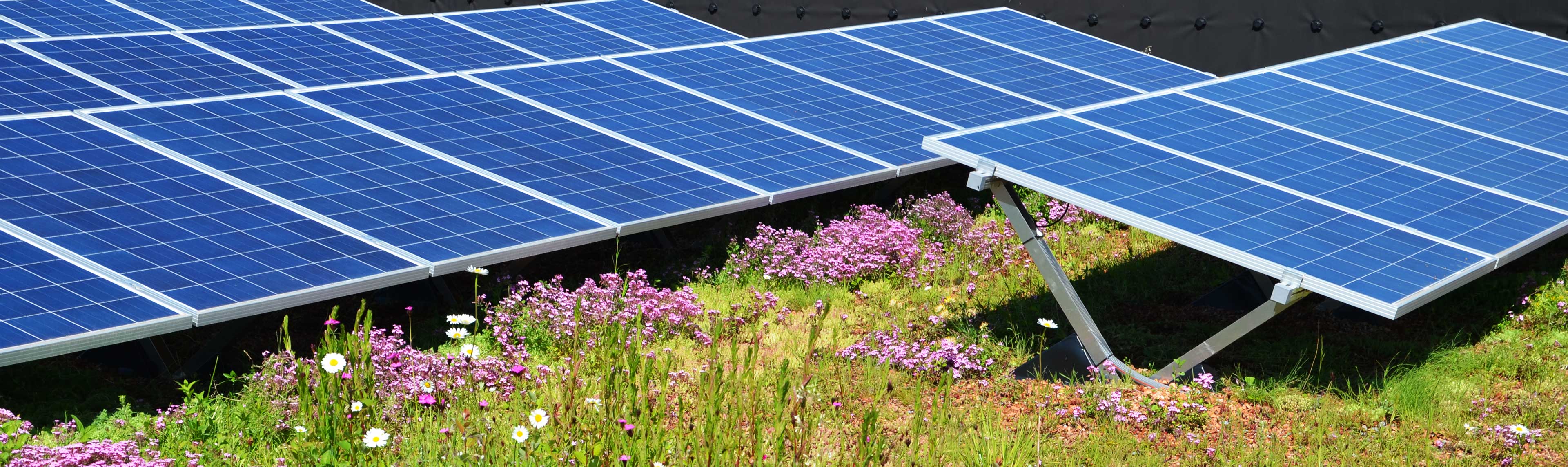 Biosolar array which combines PV panels and a green roof