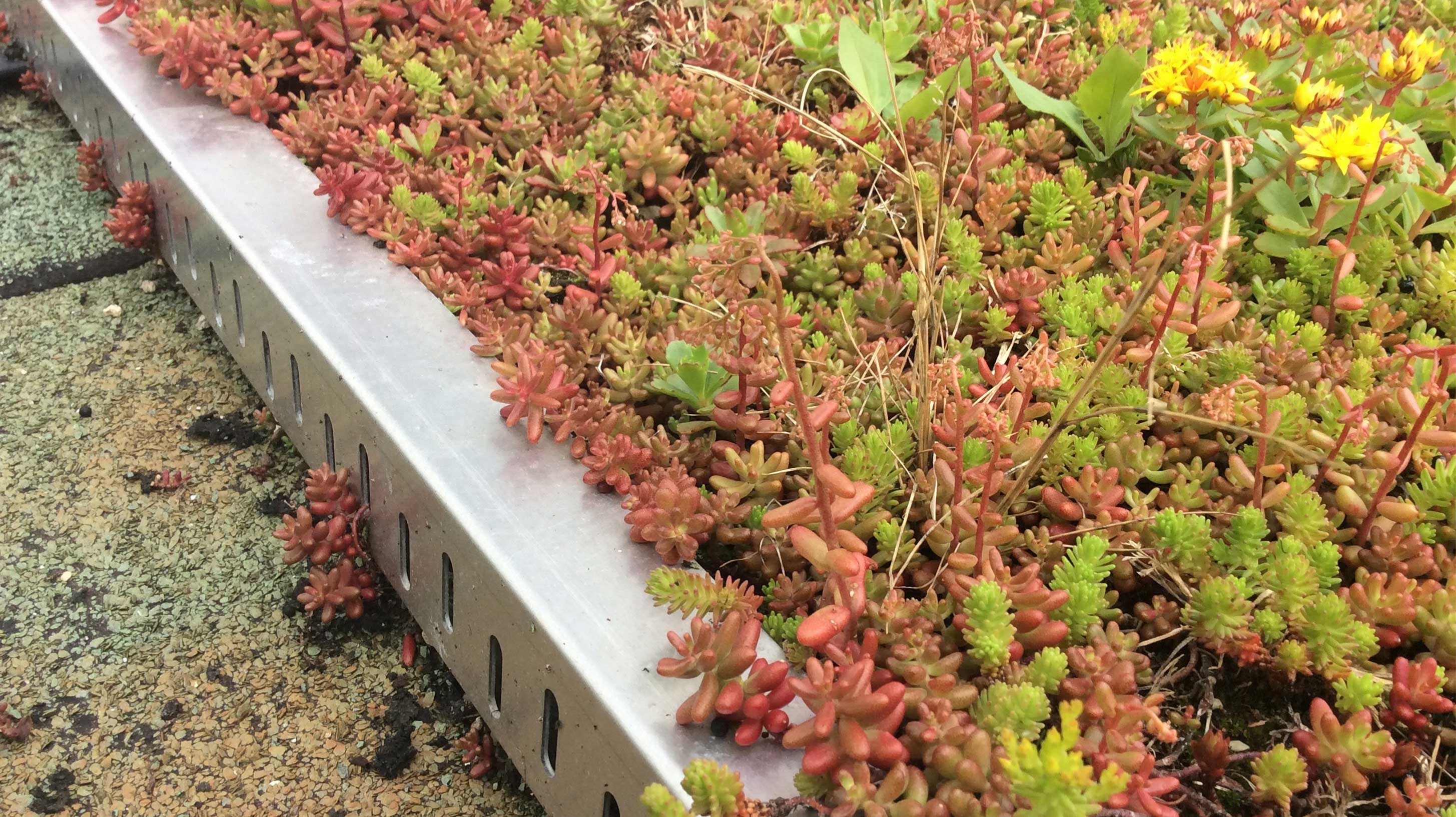 New Morden Waitrose building with Bauder green roof system