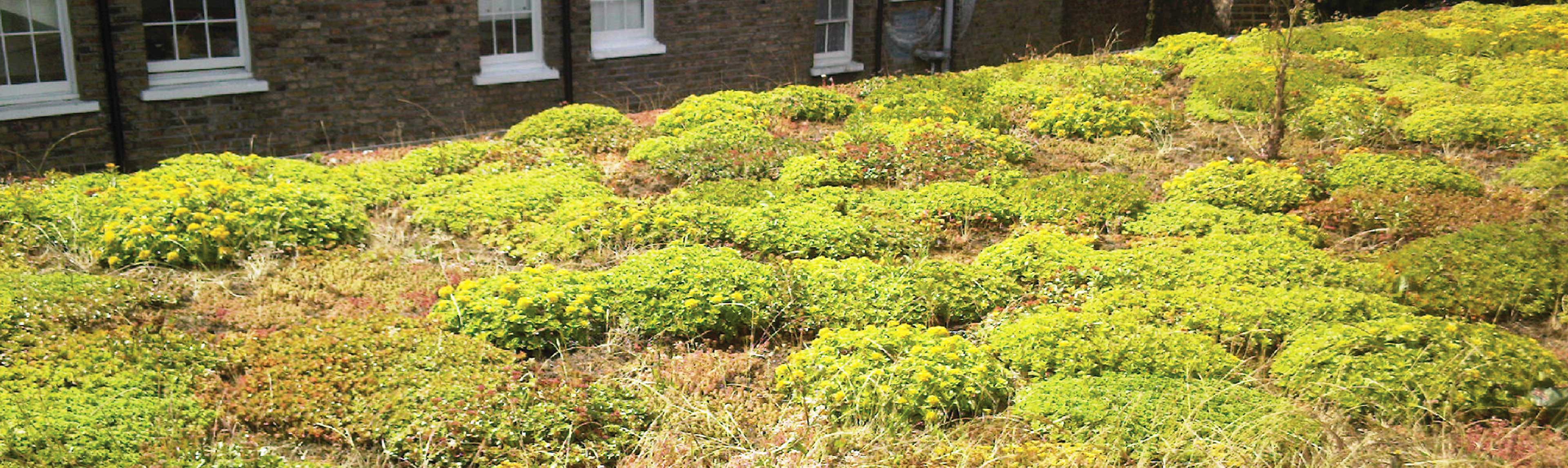 A broad range of native wildflower plugs can be individually selected to produce a bespoke design.