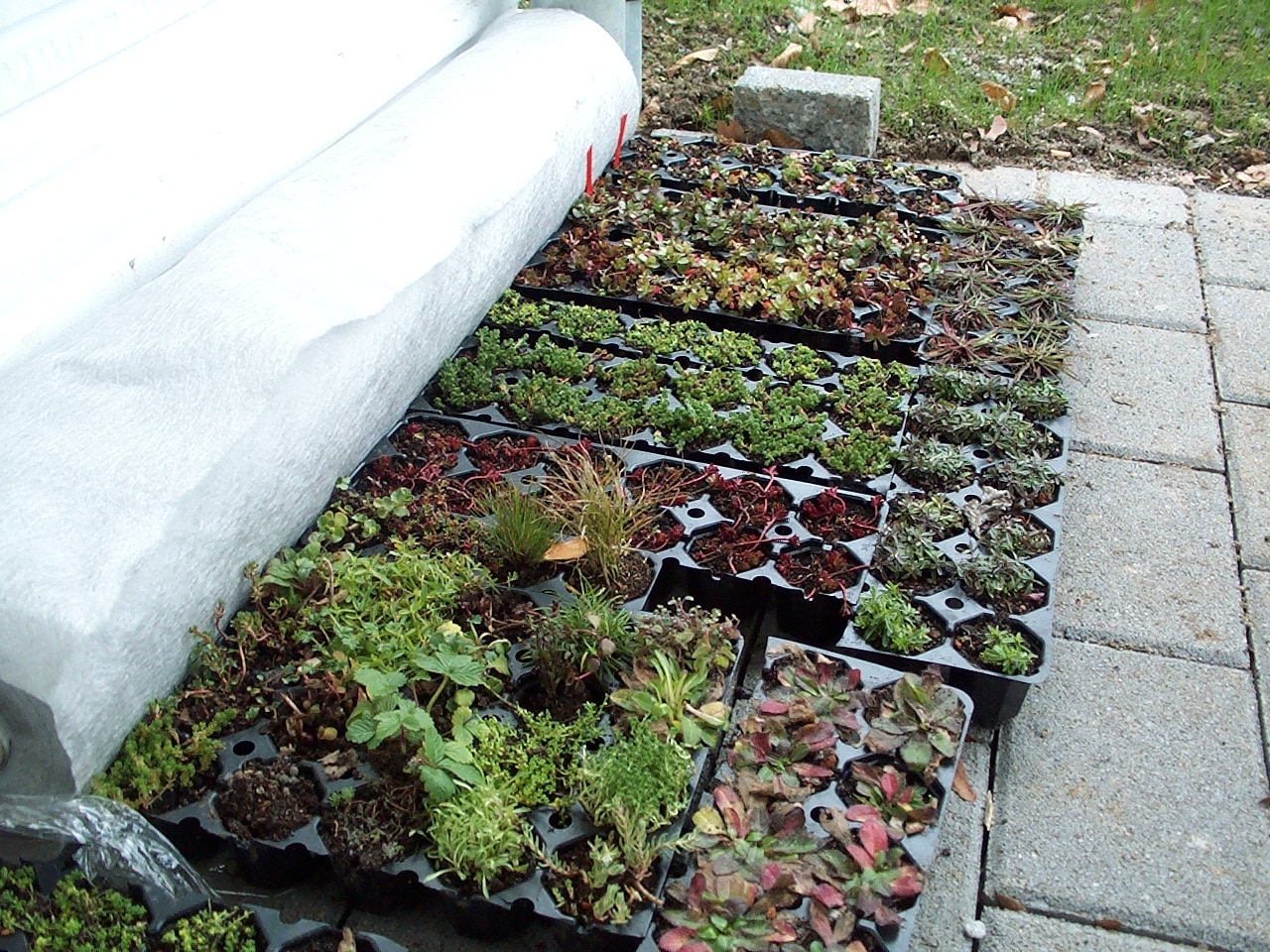 Individual Plug Plants are a useful way of establishing a green roof.