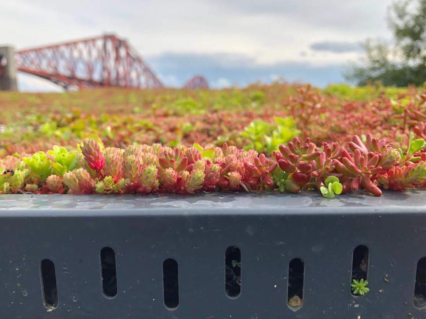 XF 301 Sedum blanket system