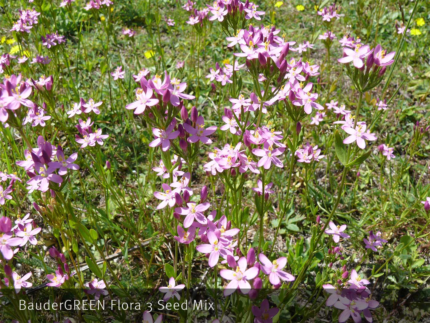 Flora 3 Seed Mix