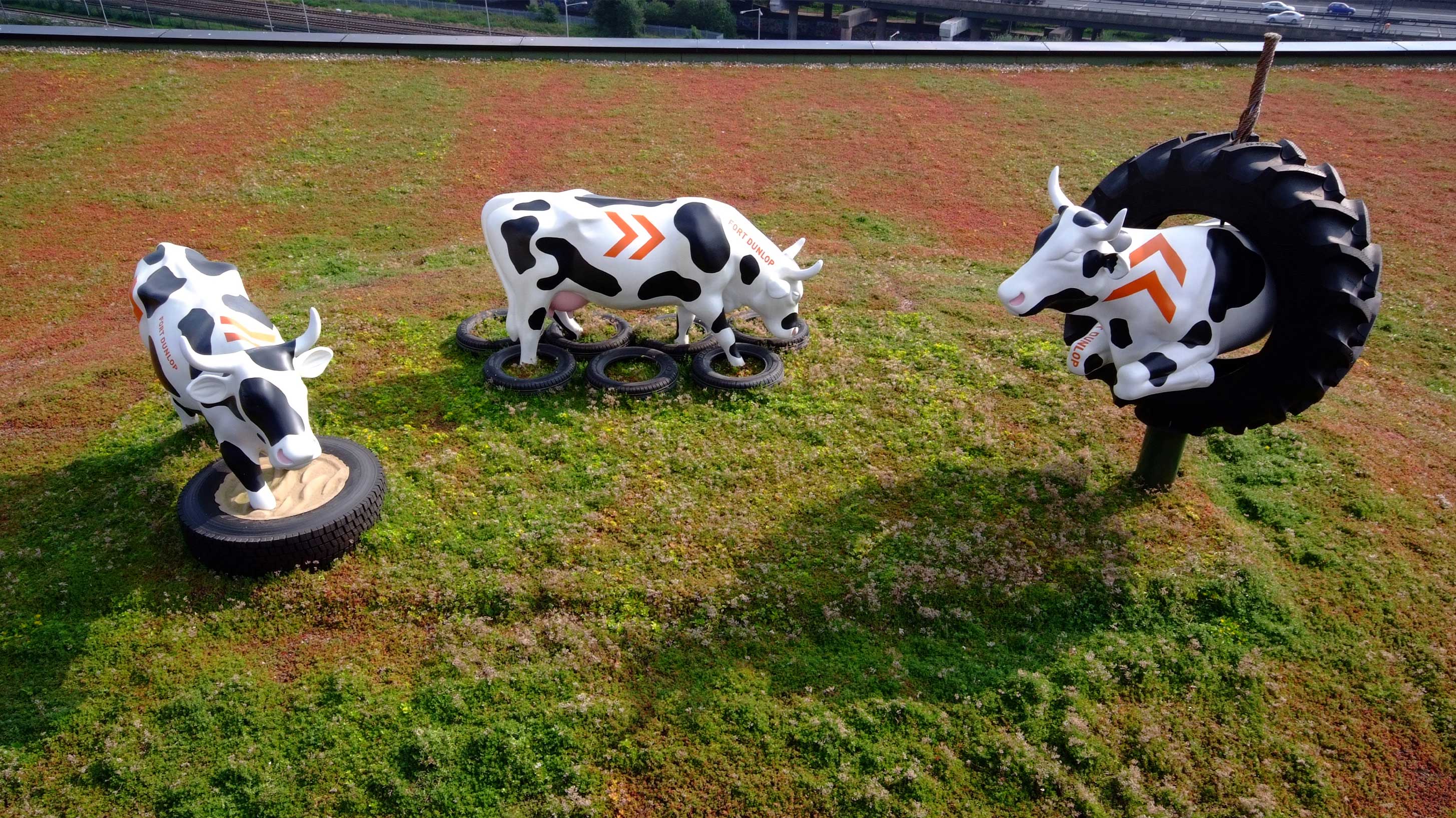 Cow statues, located at Fort dunlop with green sedum system