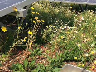 Download the brochure for information for green roofs