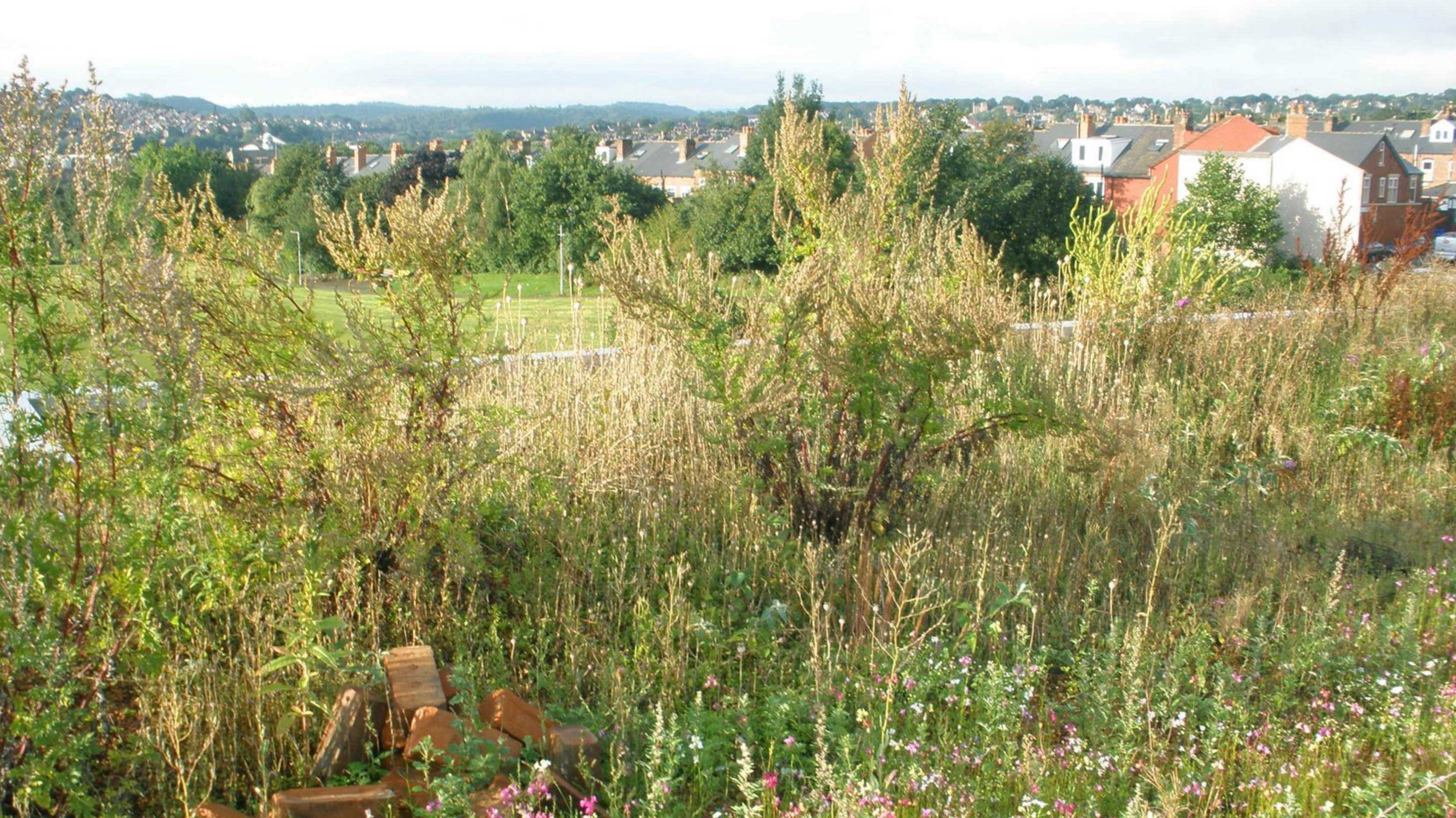 Flower arrangement on Sharrow Primary School rooftop with Biodiverse green roof