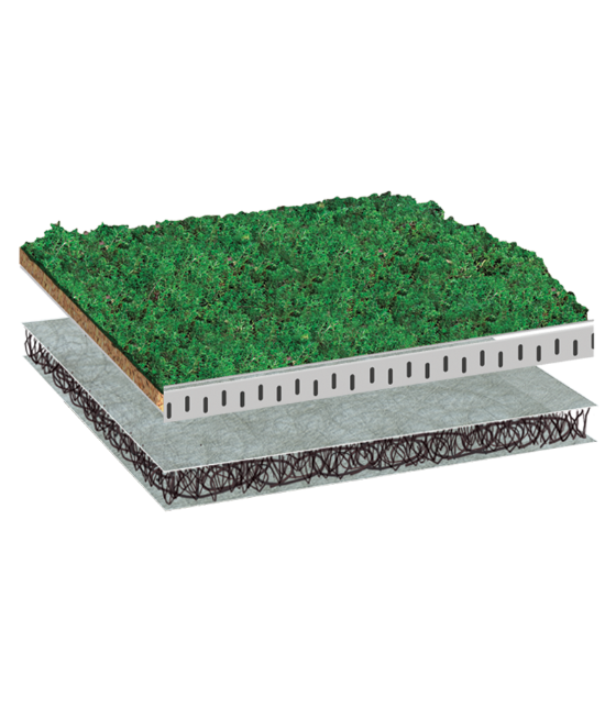 BauderEXTENSIVE LIGHTWEIGHTsedum