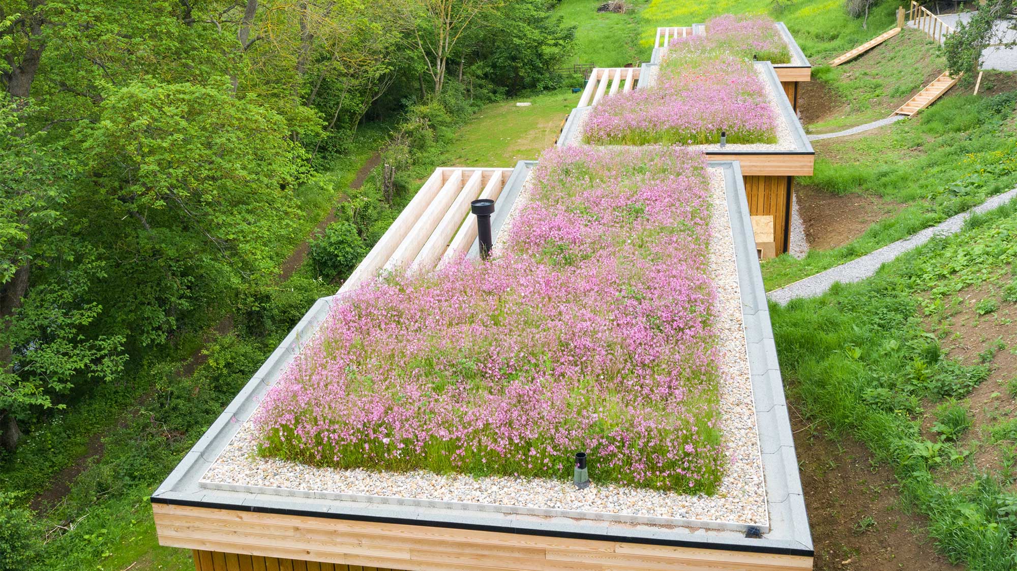 Modern building with wildflower rooftop