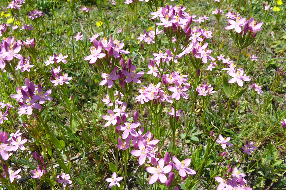 Flora 3 Seed Mix