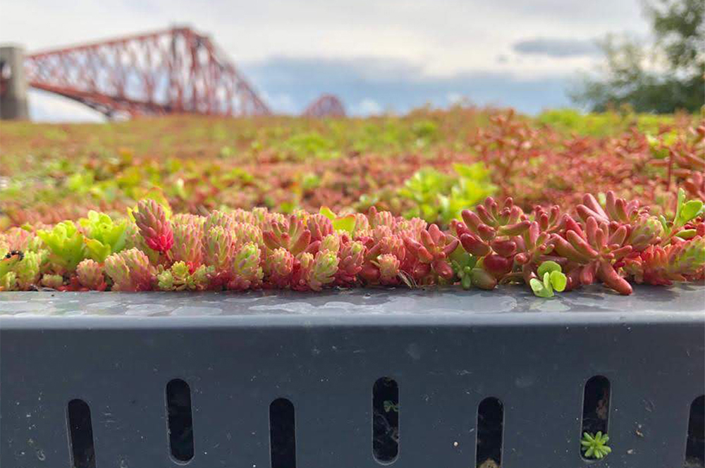 XF 301 Sedum blanket system