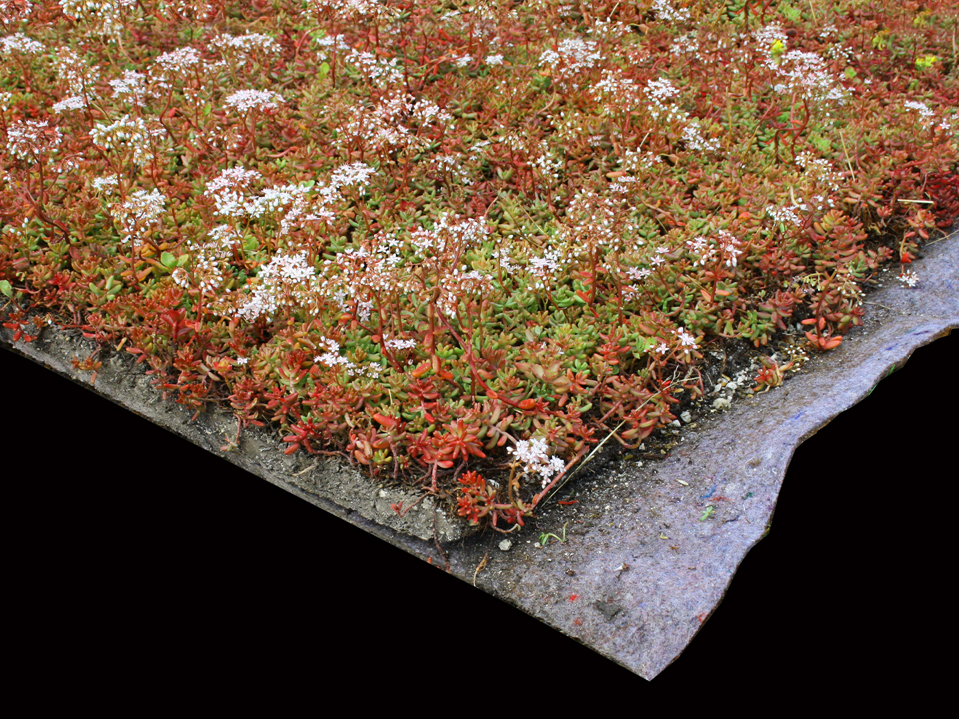 XF 301 Sedum blanket system