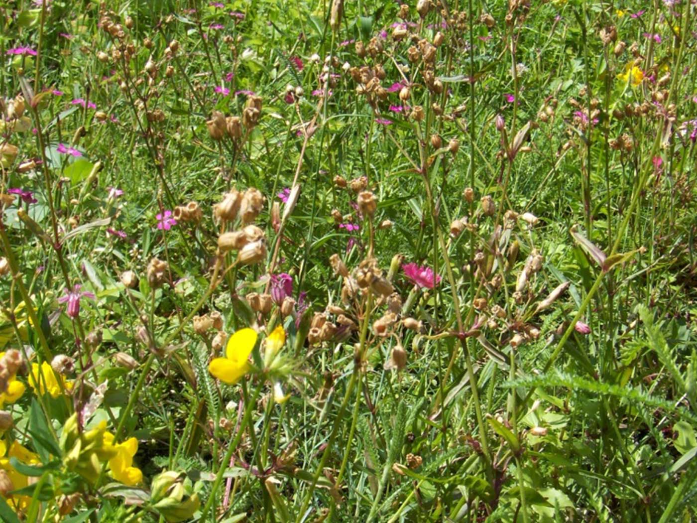 WB Native wildflower blanket