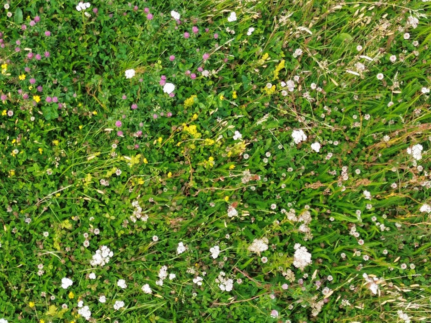 WB Native wildflower blanket