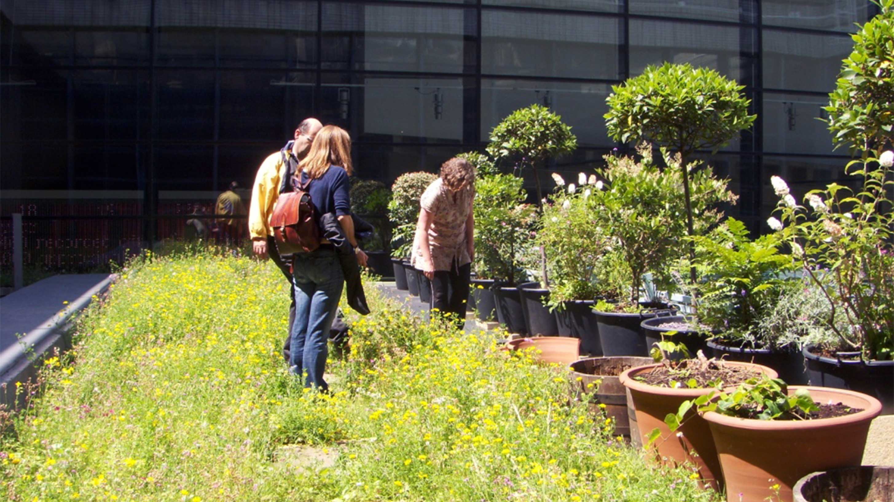 Green roof with flower pots and people observing